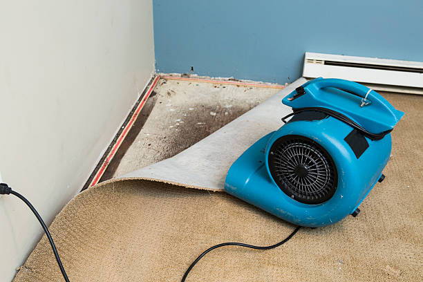 Best Water damage cleanup near me  in Mapleton, ND